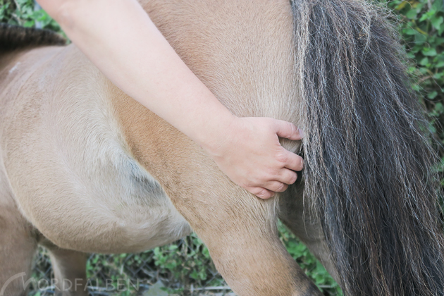 Massage Pferd