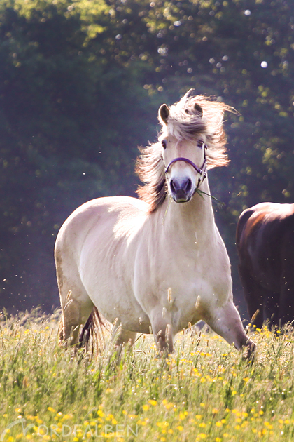 Pferdefotografie Bildgestaltung