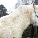 Ein Ponyleben mit ECS (Equines Cushing Syndrom)