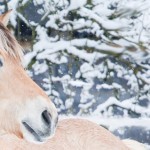 Einstieg in die Pferdefotografie – die Bildgestaltung (Teil 2)